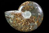 Polished, Agatized Ammonite (Cleoniceras) - Madagascar #75978-1